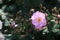 Seven SistersÃƒÂ¯Ã‚Â¼Ã‹â€ Rosa multiflora Thunb. var. carnea Thory ÃƒÂ¯Ã‚Â¼Ã¢â‚¬Â°